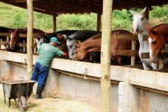 Conhea o Centro de Reproduo Equina Equusvita