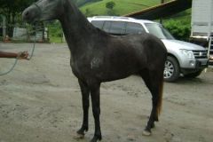 PHKPPBX471DCARGAS955