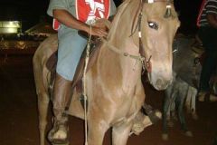 VII Festa do Cavalo e dos Muares de Viçosa 2011 - Parte 1