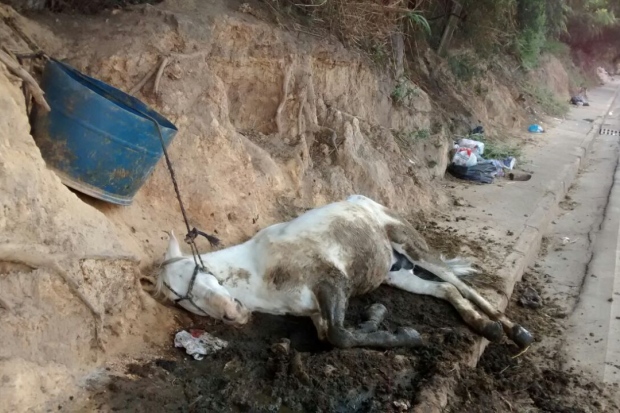 Maus-tratos e crueldade contra animais é crime