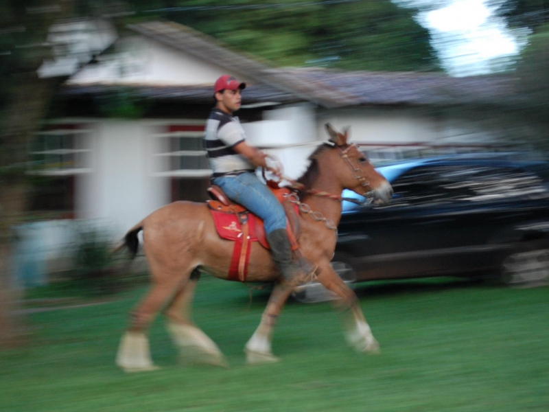 Burro registrado — Faraó do Tarumã