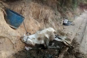 Maus-tratos e crueldade contra animais é crime